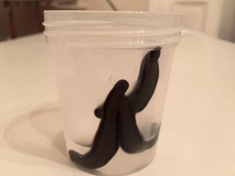 Heilpraktiker für Blutegeltherapie in Ihrer Nähe in Berlin 🌿 [Charlottenburg-Wilmersdorf]
